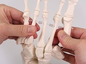 Amazon | 足の骨格模型，各骨は伸縮コードで連結 - 足の骨モデル，脛骨