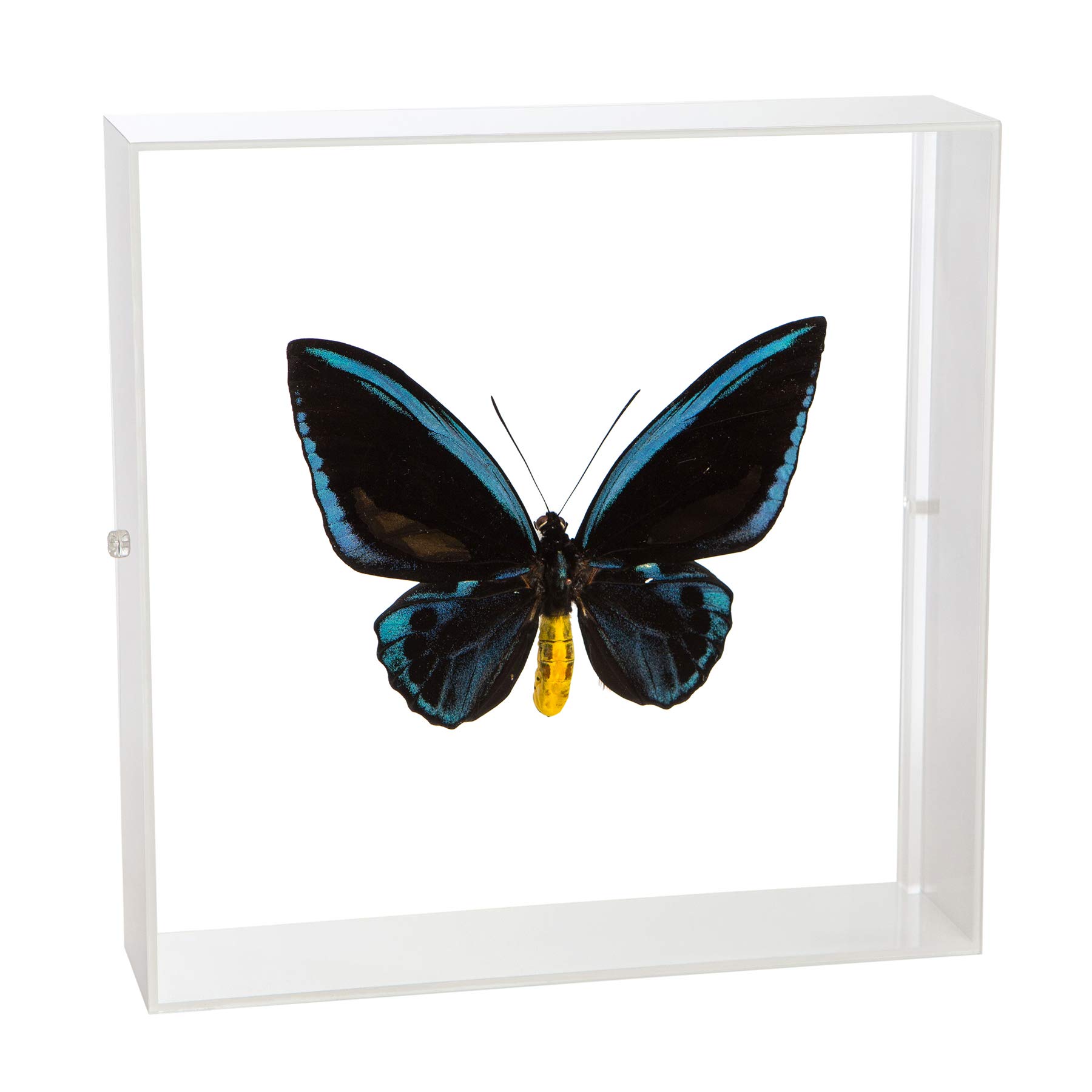 Amazon.co.jp: 蝶の標本 アオメガネアゲハ O.urvilliana アゲハチョウ