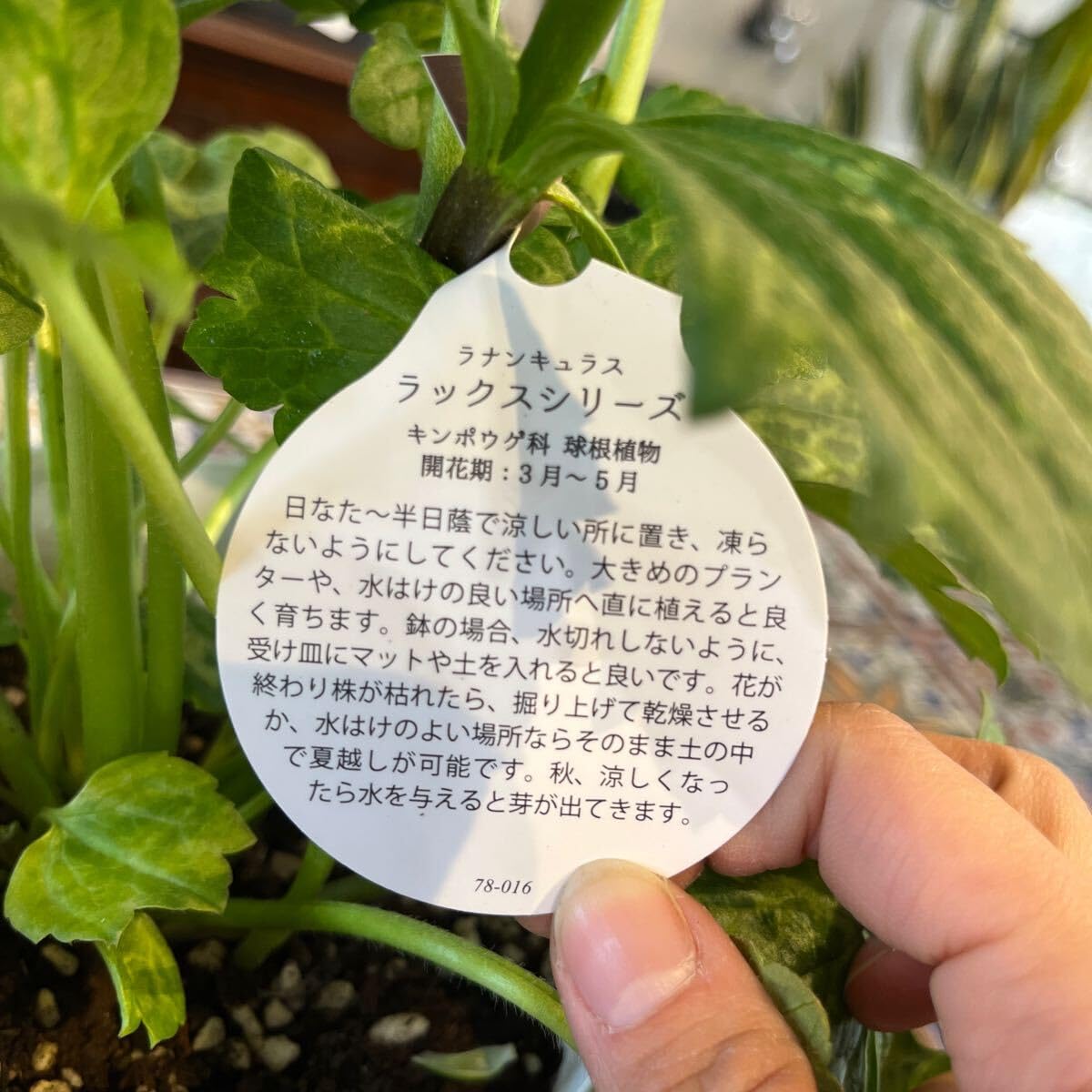 Amazon.co.jp: ラナンキュラス ラックス ヘスティア①⑥ 5号 鉢底から