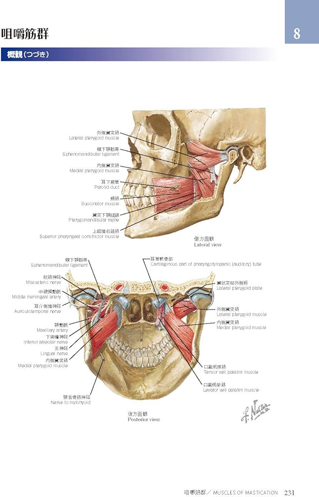 ネッター頭頸部・口腔顎顔面の臨床解剖学アトラス 原著第3版 | Neil S