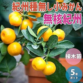 71-qzNAfxKL._AC_UF350,