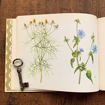 Amazon.co.jp: ドイツの古い植物図鑑(HEILPFLANZEN)/アンティーク