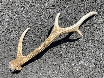 Amazon.co.jp: 【貝殻の問屋さん】エゾジカ 鹿の角【北海道産 全長