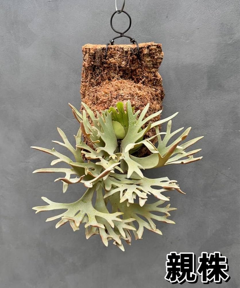 Antoni Gaudi ビカクシダ Golden Boy spore ビカクシダ willinckii