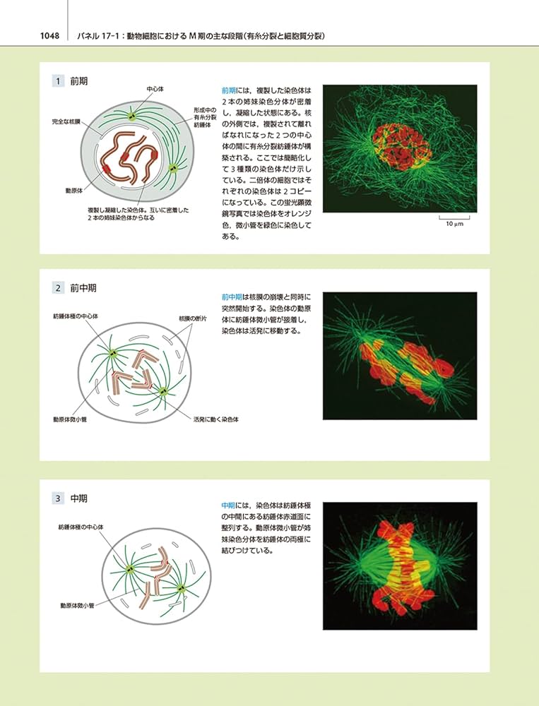細胞の分子生物学 原書第7版 | 中村桂子, 水島昇, 塩見春彦, 三浦正幸
