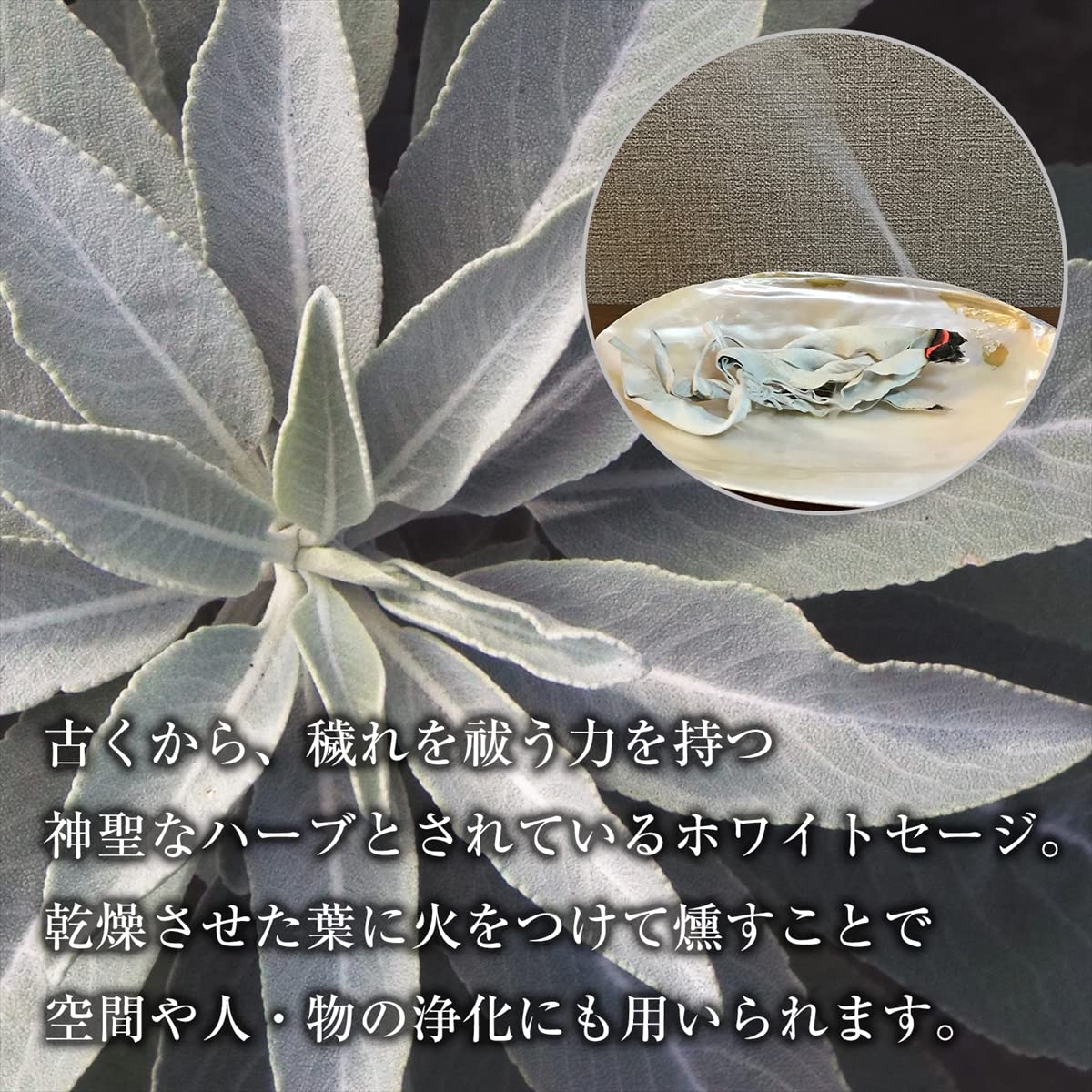 Amazon | 無農薬 ホワイトセージ 枝付き (クラスター) 約50g