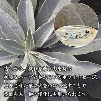 Amazon | 無農薬 ホワイトセージ 枝付き (クラスター) 約50g