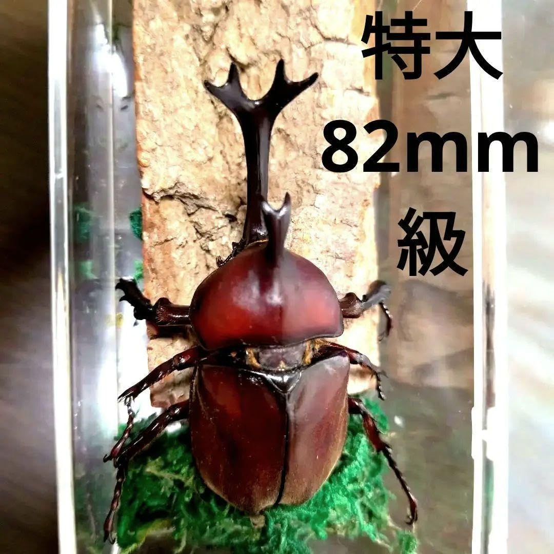 Amazon.co.jp: 特大レッド赤カブトムシ昆虫標本82mm頭角幅18mmぐらい夏