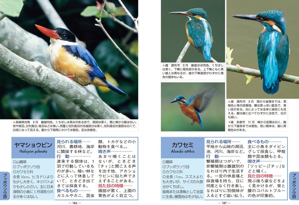 日本の鳥300 改訂版 (ポケット図鑑) | 叶内 拓哉 |本 | 通販 | Amazon