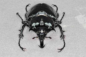 Amazon.co.jp: BACALYSO | 涅槃 マルスゾウカブト フィギュア 13CM級