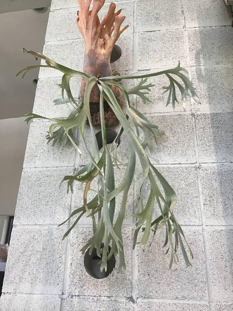 Amazon.co.jp: ビカクシダ P.Willinckii 'Anapat#9' アナパット ＃9