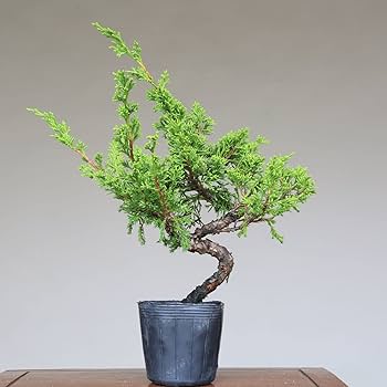 Amazon.co.jp: 糸魚川真柏 盆栽 素材・苗木 3本セット 【泰寿園 Online