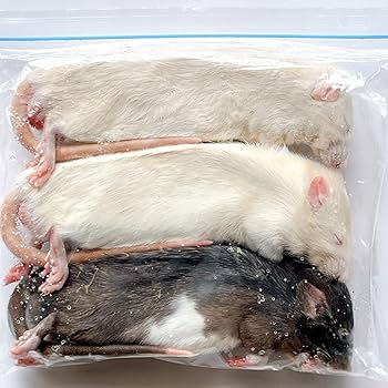 Amazon | 国産冷凍ラット (アダルトL ～210g 3匹入り) | 冷凍ラット