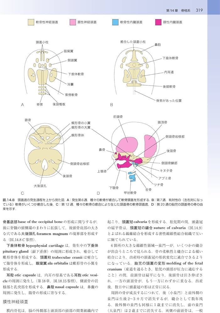 ムーア人体発生学 原著第11版 | K.L.Moore, 大谷 浩, 小川 典子, 松本