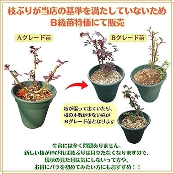 Amazon.co.jp: 【 Bグレード苗 】 ＼当店オリジナル仕様／ バラ苗