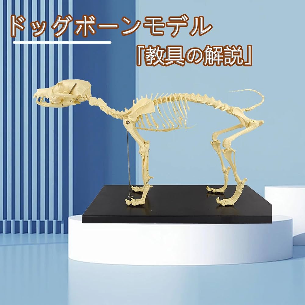 Amazon.co.jp: haoyunjianjiak犬の骨格標本のモデル動物の解剖学教育