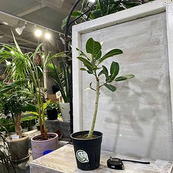 Amazon.co.jp: フィカス ベンガレンシス オードリー① 5号 鉢底から約