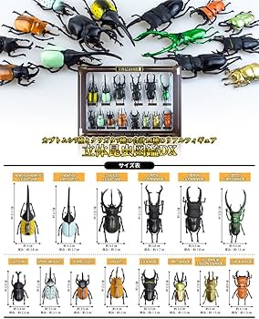 Amazon.co.jp: ザ・アクセス 立体昆虫図鑑DX カブトムシ クワガタ 14種