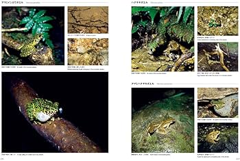 日本産カエル大鑑 | 松井 正文, 前田 憲男 |本 | 通販 | Amazon