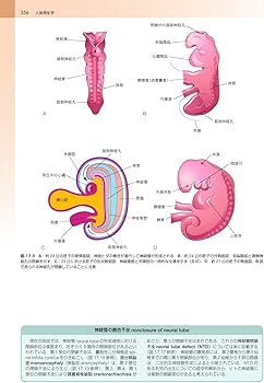 ムーア人体発生学 原著第11版 | K.L.Moore, 大谷 浩, 小川 典子, 松本