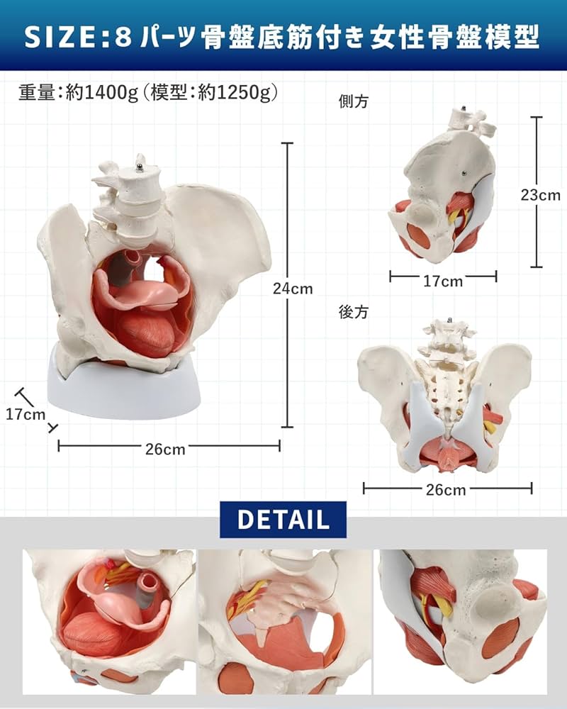 Amazon.co.jp: KIYOMARU 骨盤底筋付き女性骨盤模型 人体模型 8パーツ