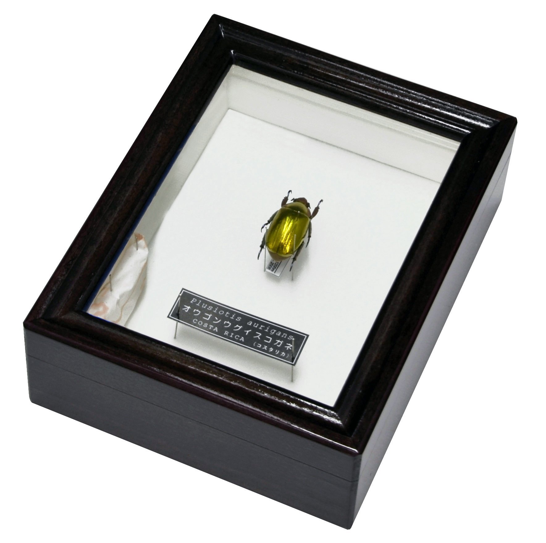 Amazon | まさに金の塊!! 名和昆虫博物館 企画・製作 オウゴンウグイス