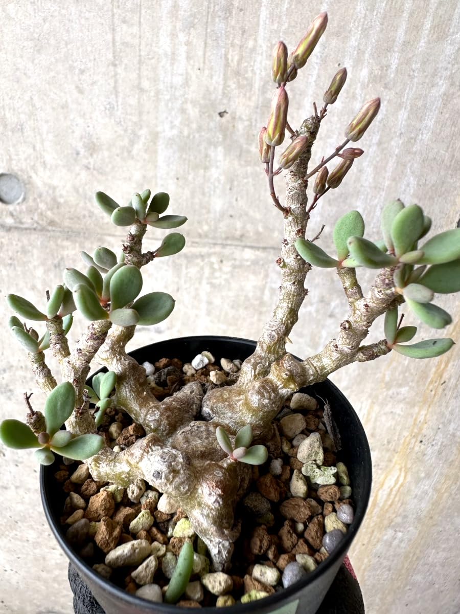 Amazon｜【現品限り】チレコドン デシピエンス【L49】 Tylecodon