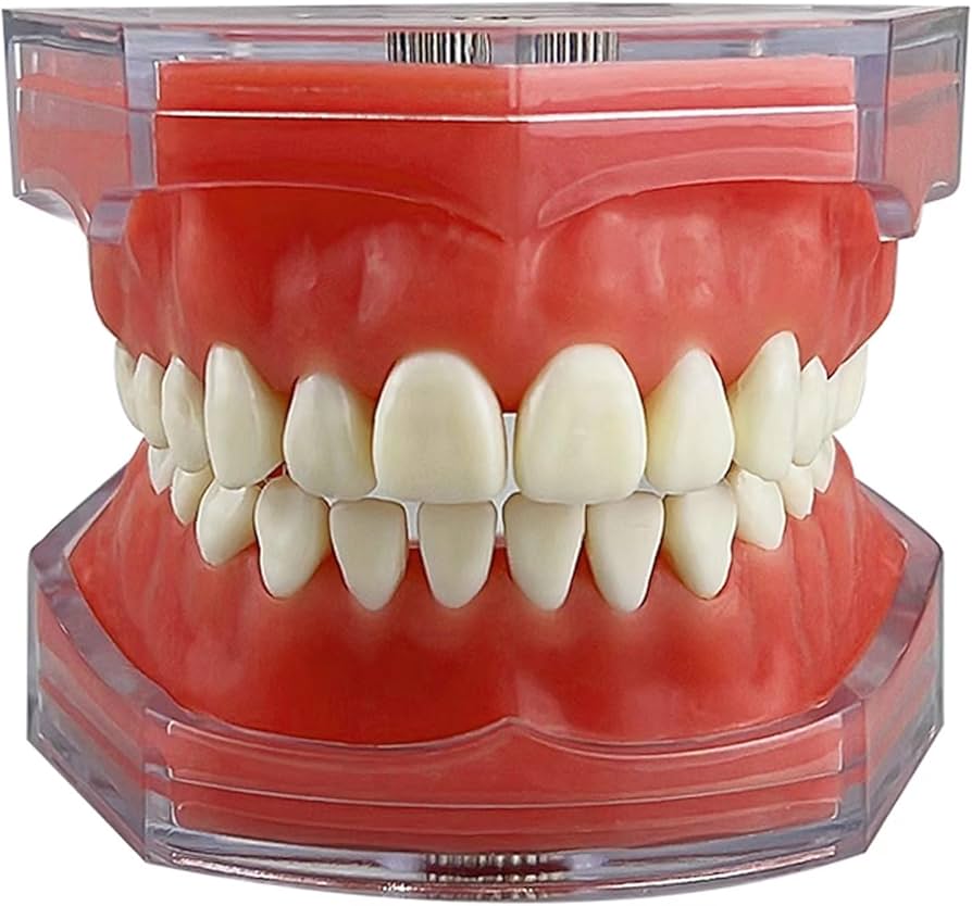 Amazon.co.jp: Cilevizy歯列模型 歯科モデル 歯が取り外し可能モデル