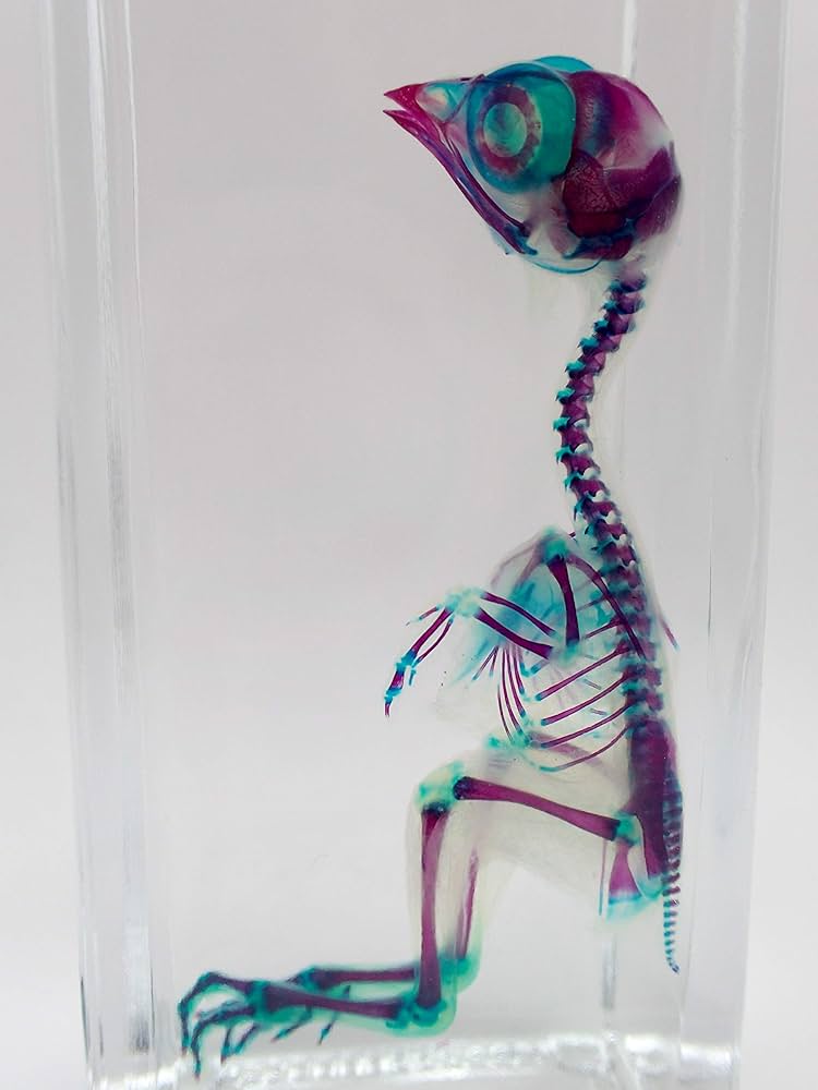 Amazon.co.jp: 透明標本/ウズラ / : ホーム＆キッチン