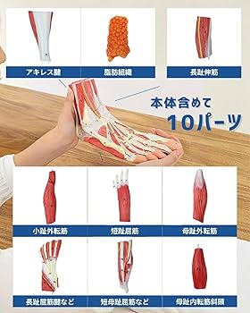 Amazon.co.jp: KIYOMARU 足部解剖模型 10パーツ 等身大 軟部組織付き