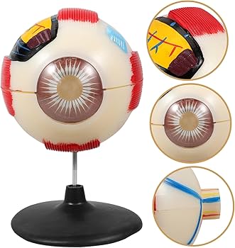 Amazon | PartyKindom 人眼解剖模型 倍拡大眼球模型 解剖学教材 教育