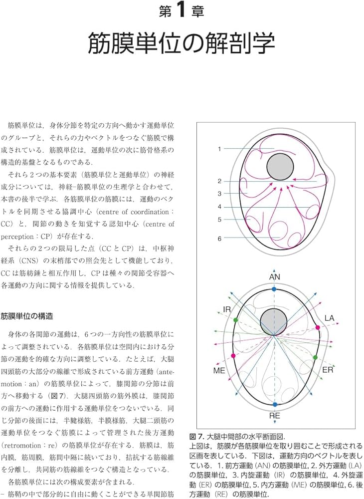 Amazon.co.jp: 筋膜マニピュレーション 理論編 原著第2版: 筋骨格系
