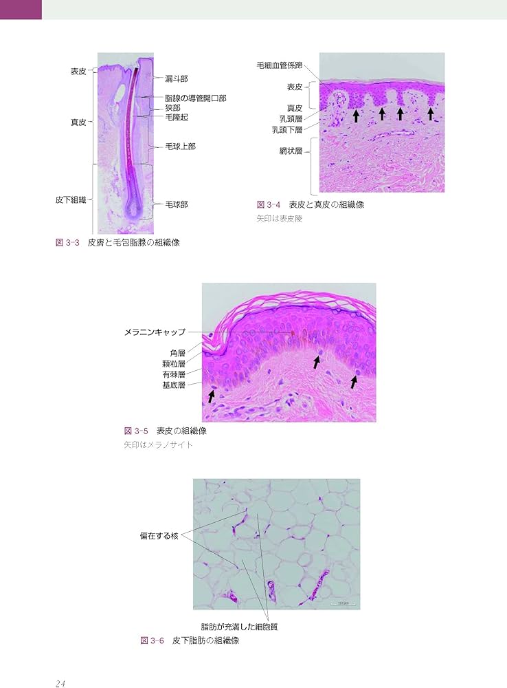 あたらしい美容皮膚科学 | 日本美容皮膚科学会, 尾見 徳弥, 宮田 成章