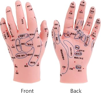 Amazon.co.jp: jebyltd 鍼灸フットモデル 手耳ツボマッサージゾーン