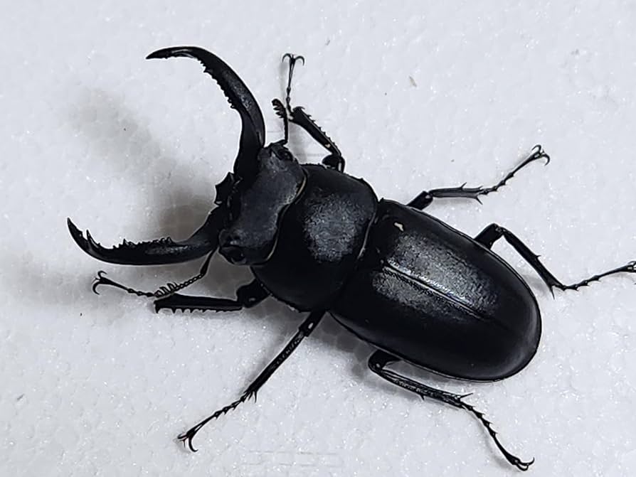 Amazon | アマミシカクワガタ 成虫ペア 45.0mm×32.0mm 国産 離島種（No