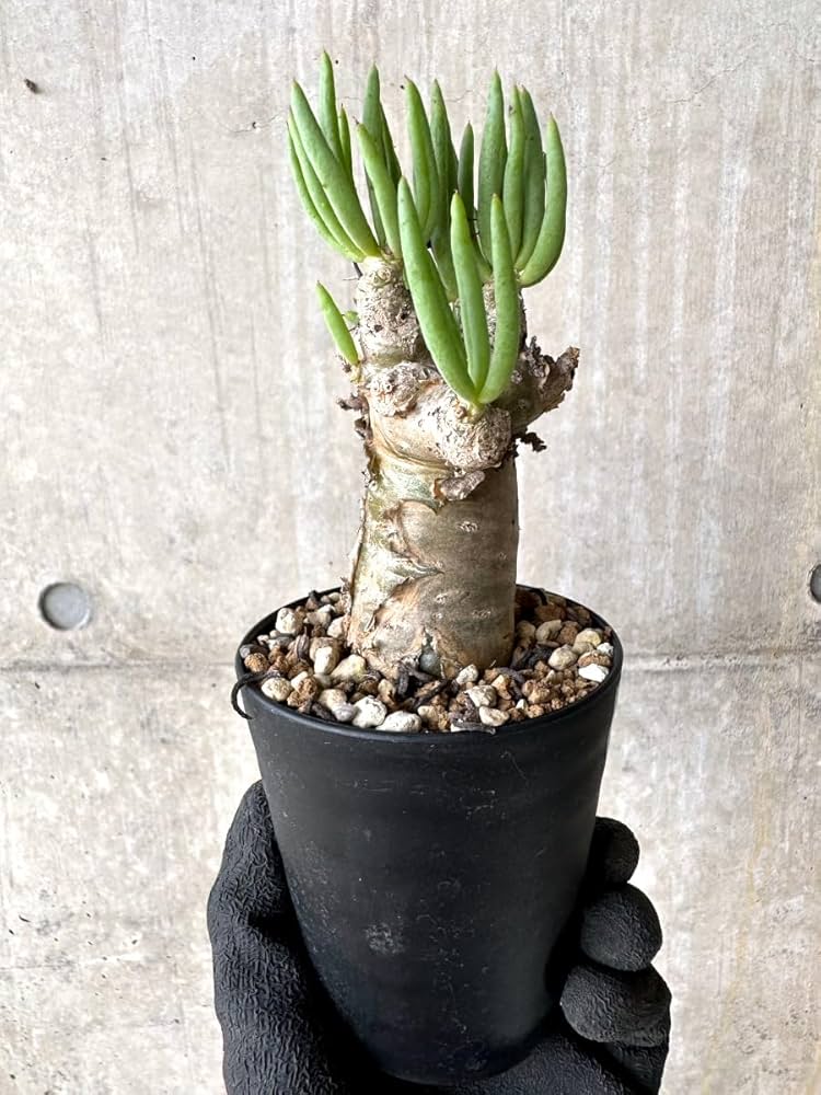 Amazon｜【現品限り】チレコドン・レティキュラータス 現地株 発根済み