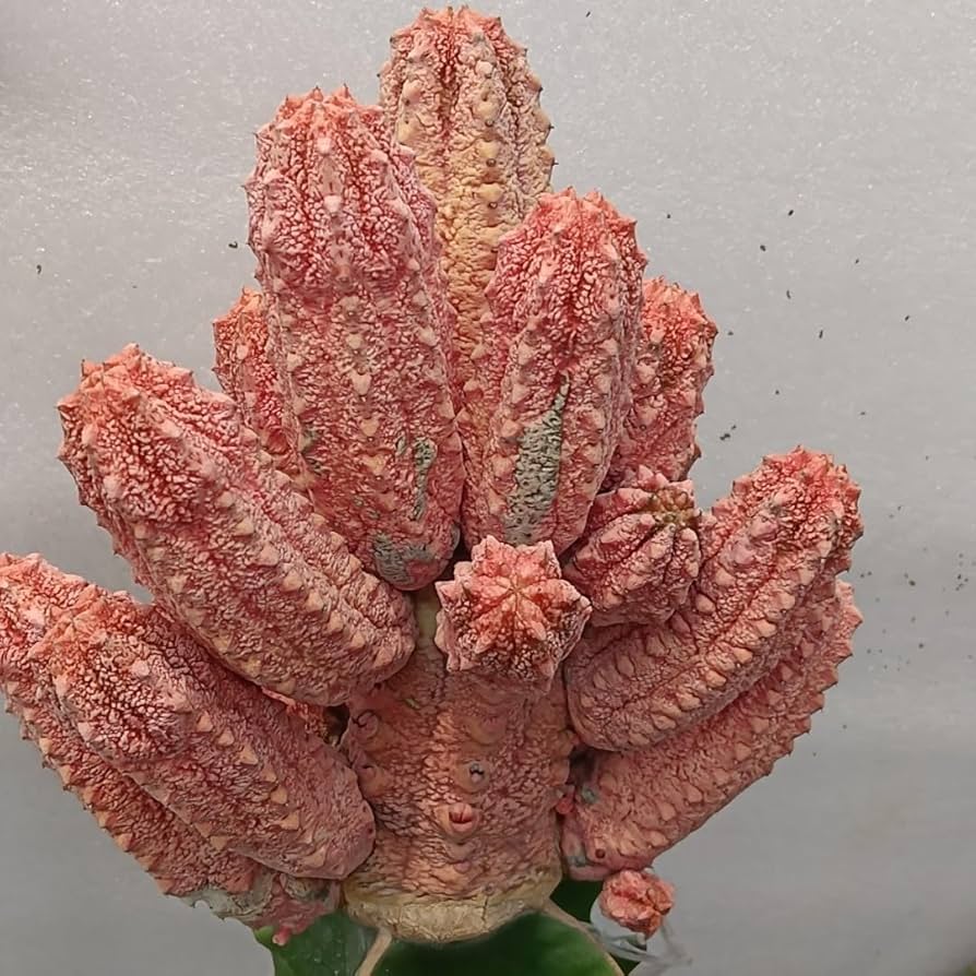 Amazon.co.jp: NO.10ユーフォルビア アブデルクリ 錦Euphorbia