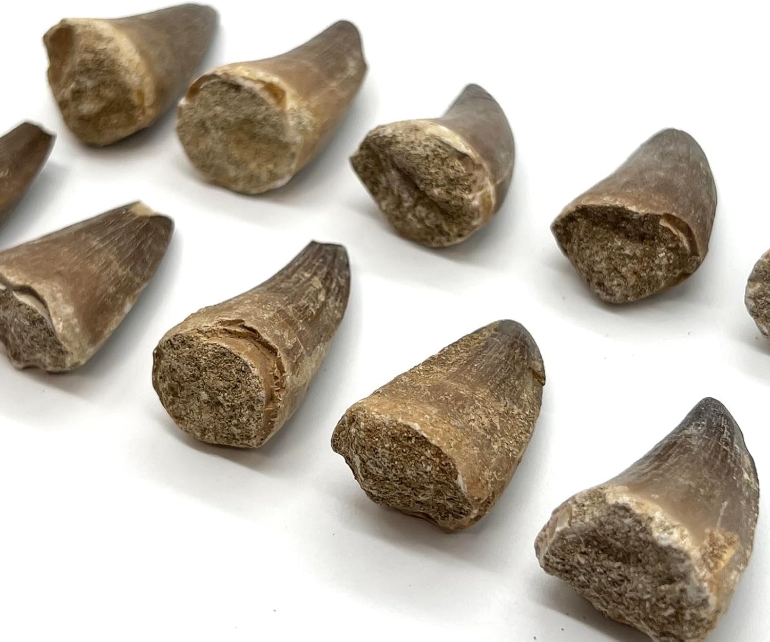 Amazon | つくしサイエンス モササウルスの歯 約25mm 化石 標本ケース