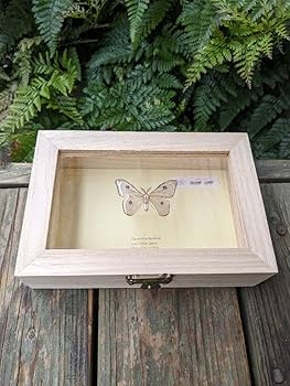 Amazon.co.jp: アポロヤママユ 41ミリ : 文房具・オフィス用品