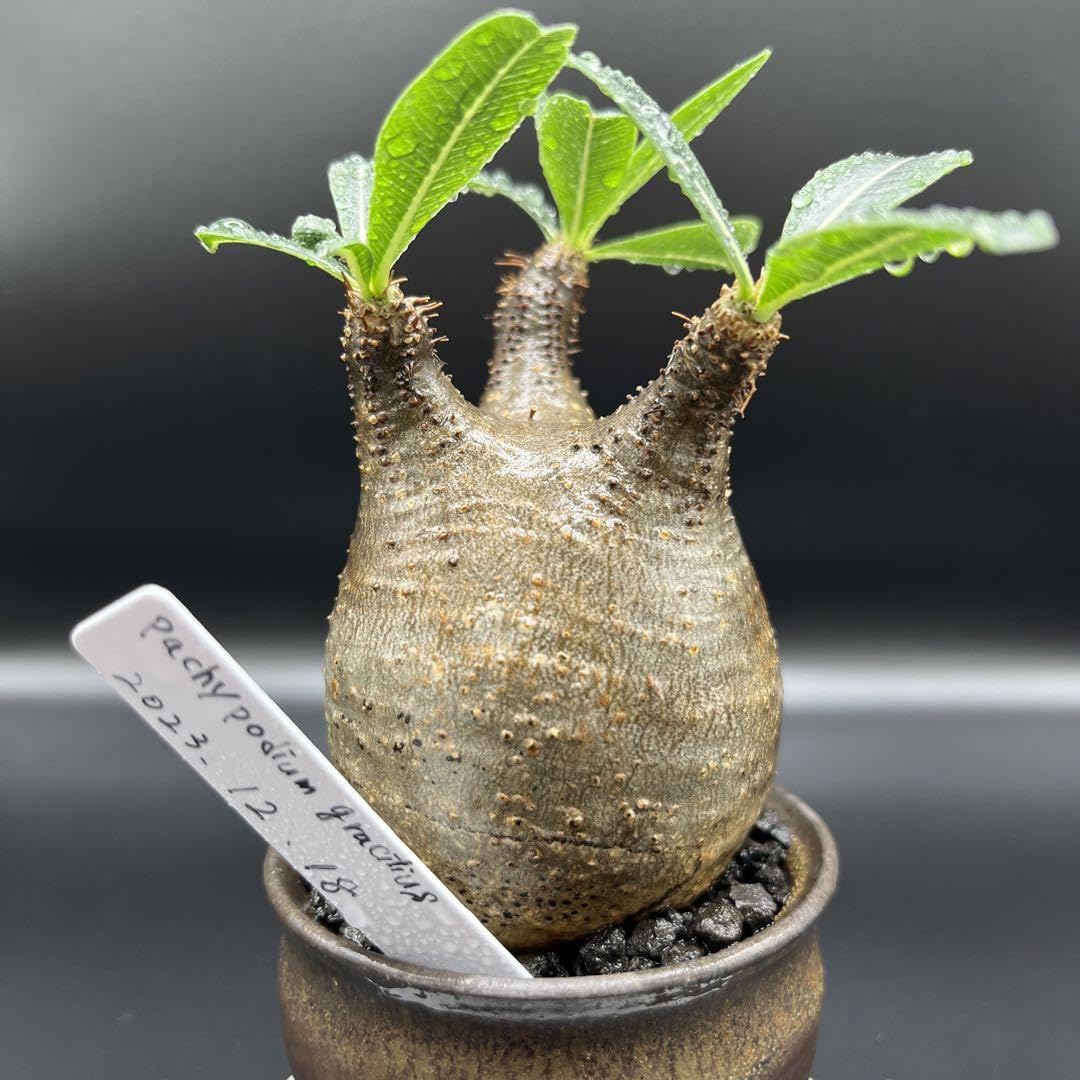 手作植木鉢 L サイズ 検（ 塊根植物 グラキリス パキプス アガベ