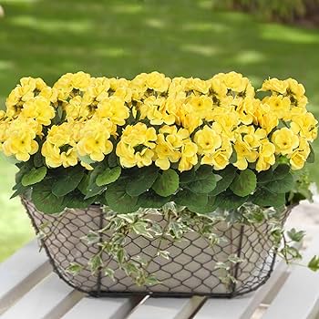 Amazon｜CITYES 人工ゼラニウム 花 シルク ゼラニウム 屋外 UV耐性