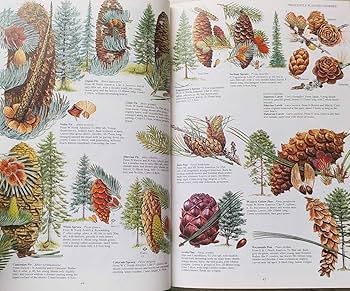 Amazon.co.jp: レア洋書 大型本 イギリスと北ヨーロッパの植物 The