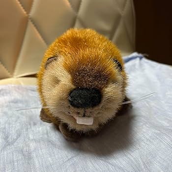 71NMBdhZJDL._AC_UF350,