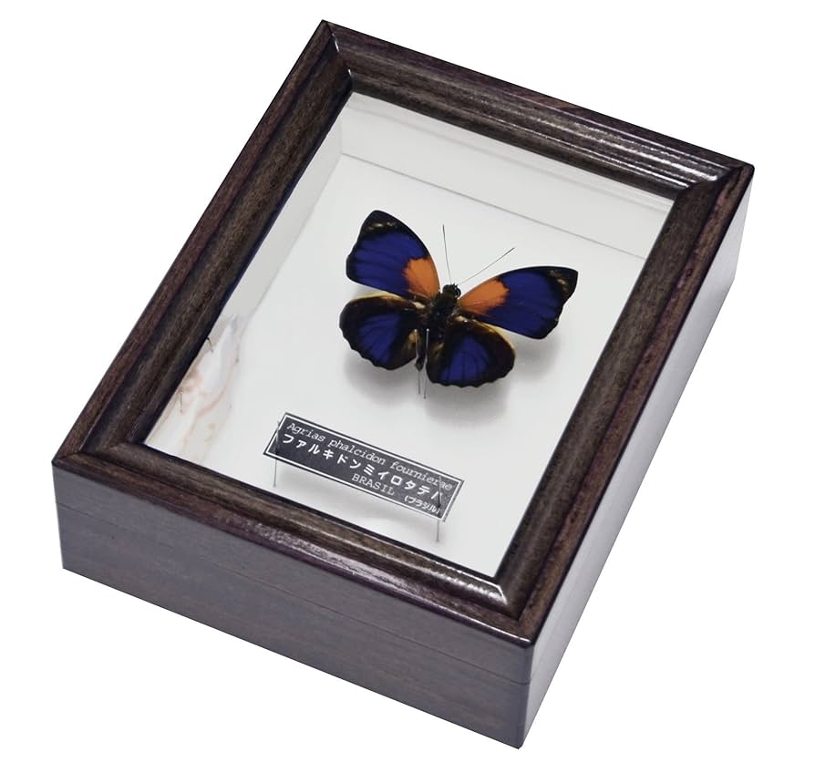 HiЯ∅様(木)まで専用 蝶の標本 ミイロタテハの世界(特AA) HiЯ∅様(木