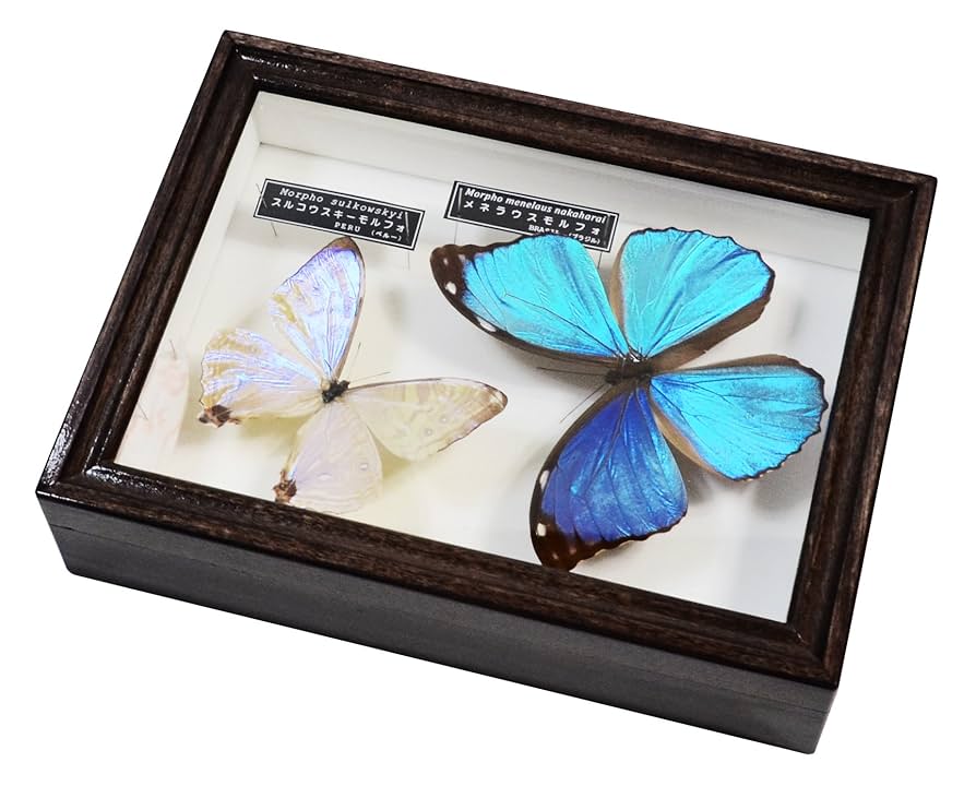 ☆yamame23☆モルフォ蝶標本 ディディウス・メネラウスМ2♀セット 蝶