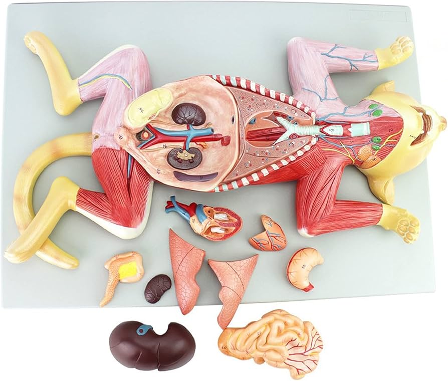 Amazon.co.jp: 猫解剖モデル、ペット臓器内臓筋神経溶解モデル、1:1