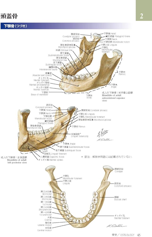 ネッター頭頸部・口腔顎顔面の臨床解剖学アトラス 原著第3版 | Neil S