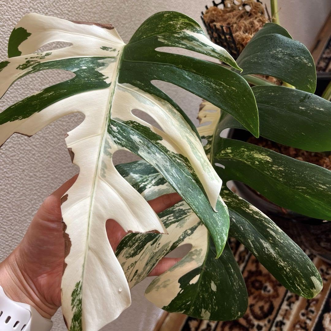 Amazon.co.jp: 大株 斑入りモンステラ ホワイトタイガー : ホーム
