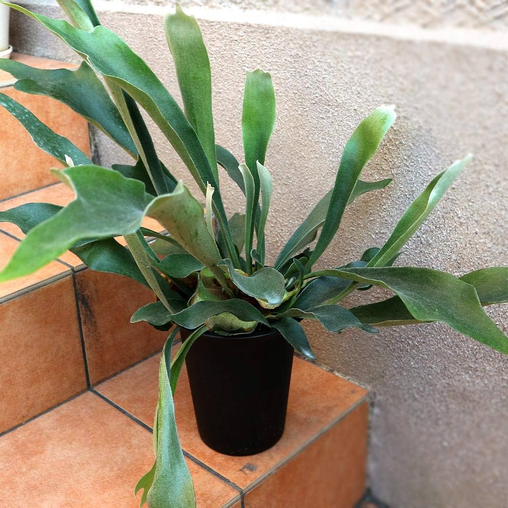 Amazon.co.jp: ビカクシダ・ビフルカツム・ネザーランド観葉植物 中型