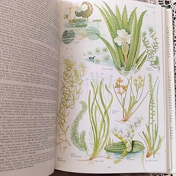 Amazon.co.jp: レア洋書 大型本 イギリスと北ヨーロッパの植物 The